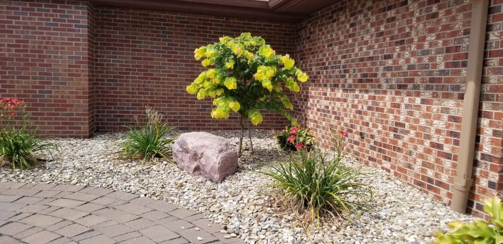 small trees - redbud the rising sun