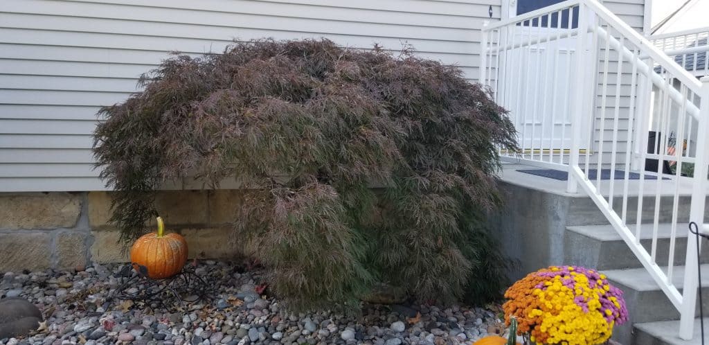 Japanese maple