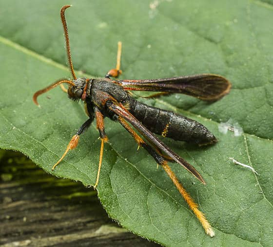 lilac borer moth