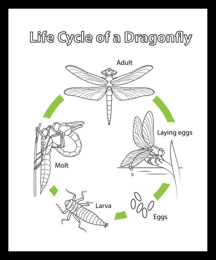 life cycle of a dragonfly