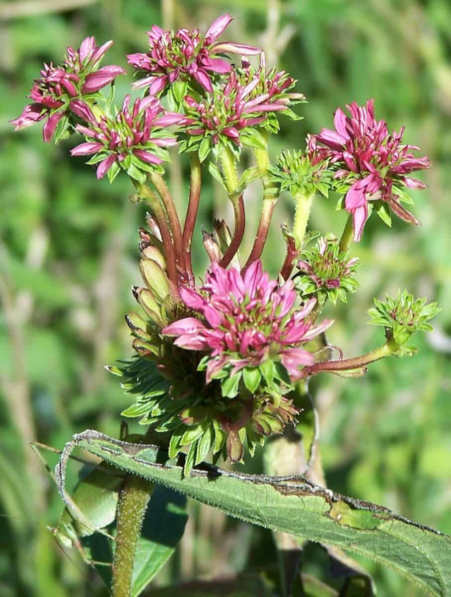 aster yellows disease on coneflower