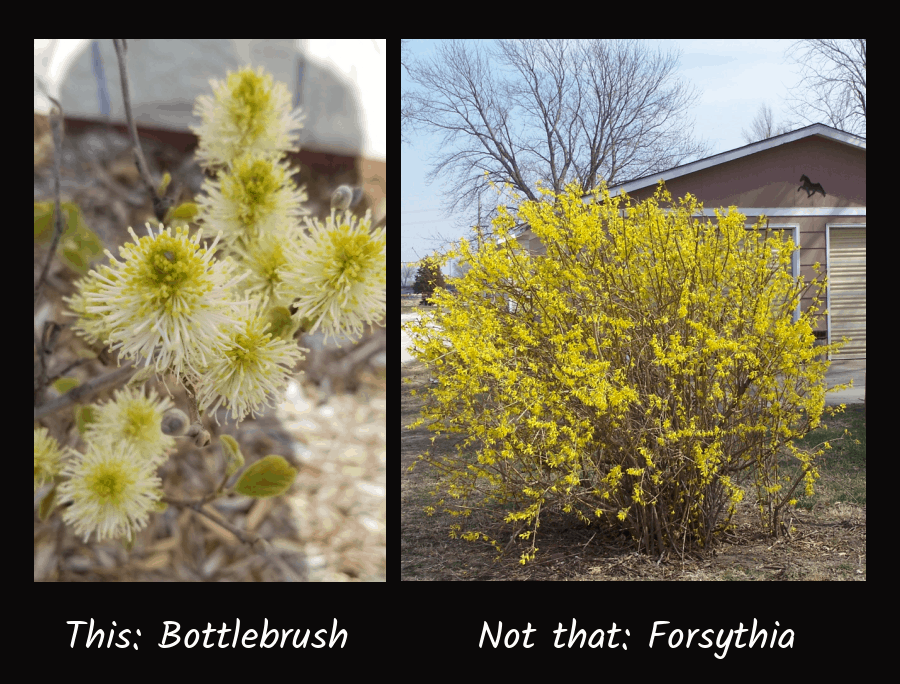 bottlebrush versus invasives