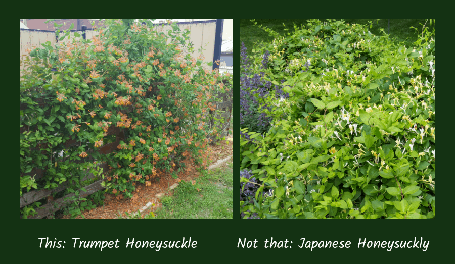 trumpet honeysuckle versus Japanese honeysuckle