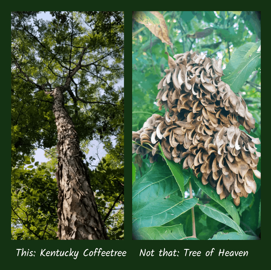 Kentucky coffeetree versus invasive tree of heaven