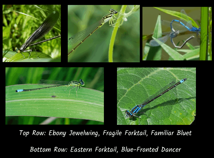 common damselflies