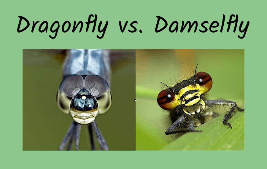 dragonfly versus damselfly