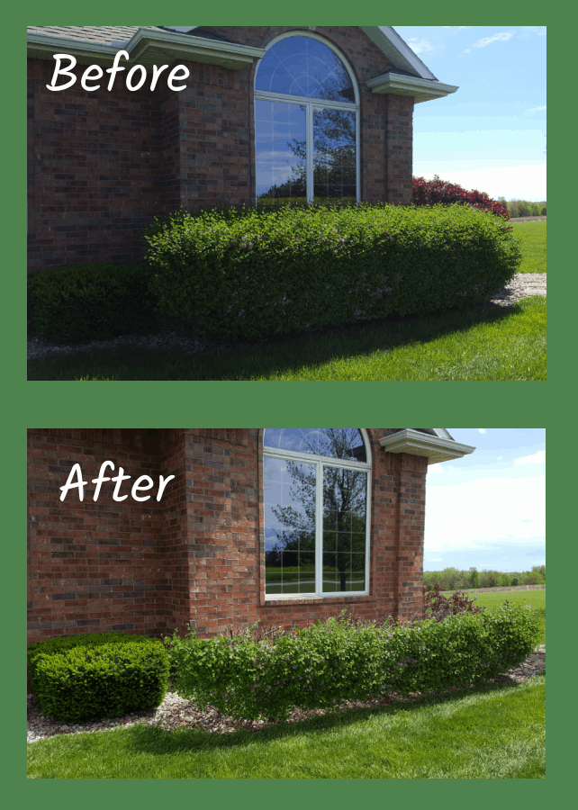 lilac pruning