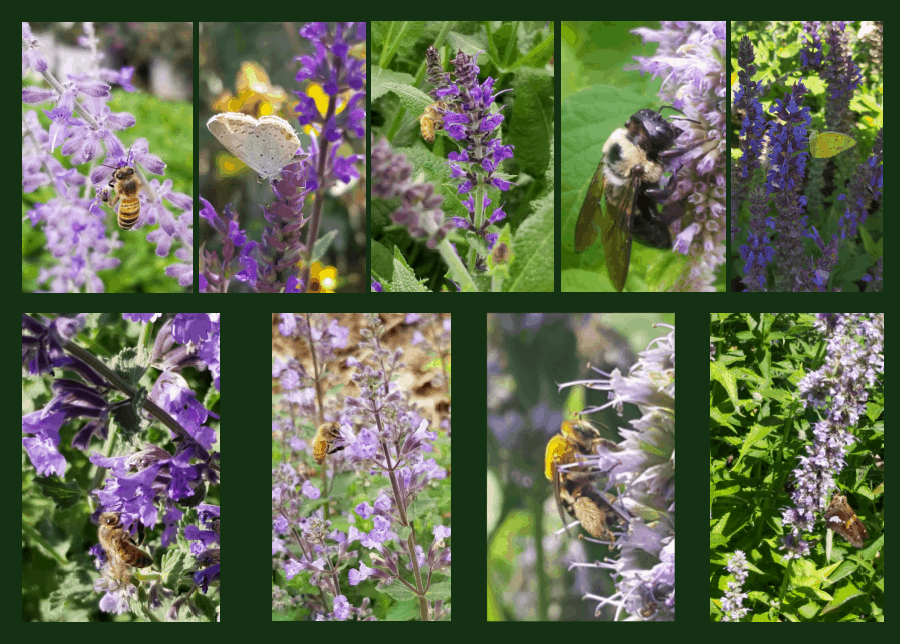 pollinators of purple flowers