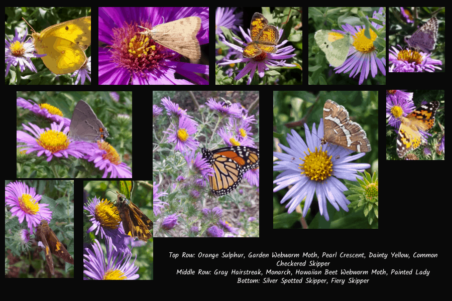 butterfly and moth pollinators of asters