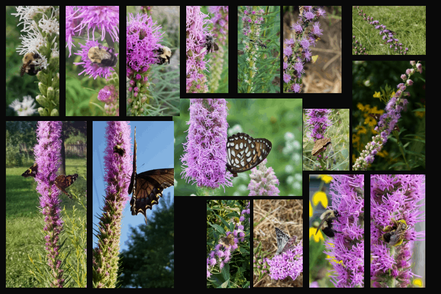 pollinators of blazingstars