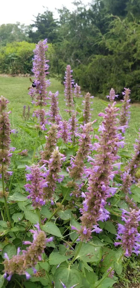 blue boa agastache