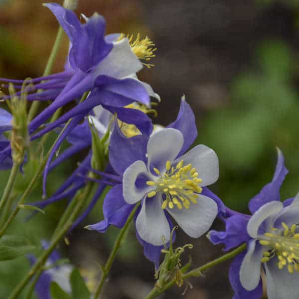 Blue Jay Columbine – #1 Container
