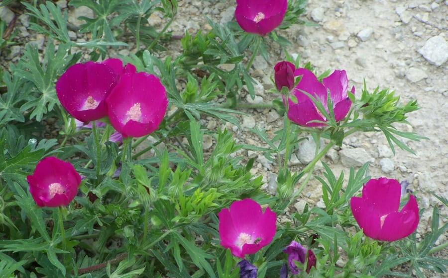 purple poppy mallow