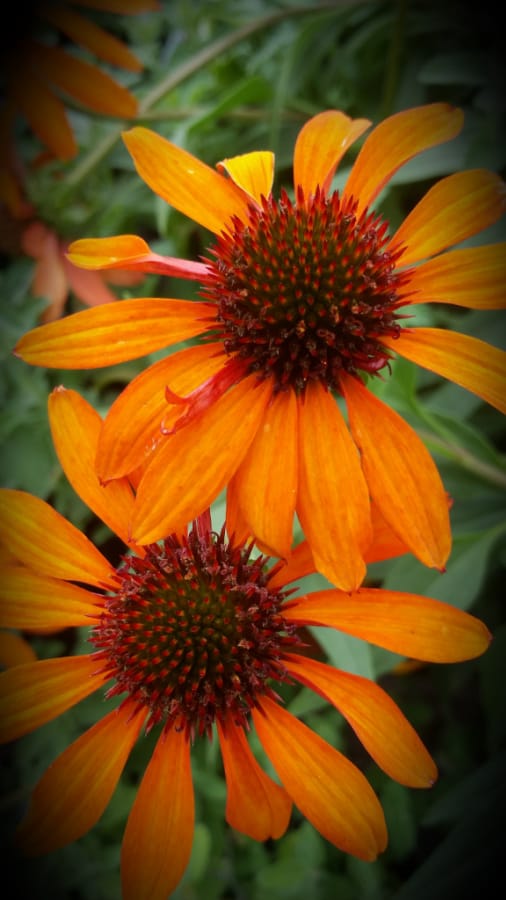 Tiki Torch coneflower