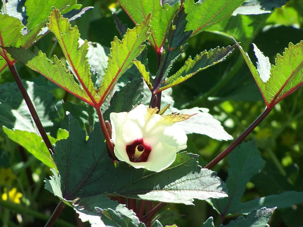 okra in the cottage style garden