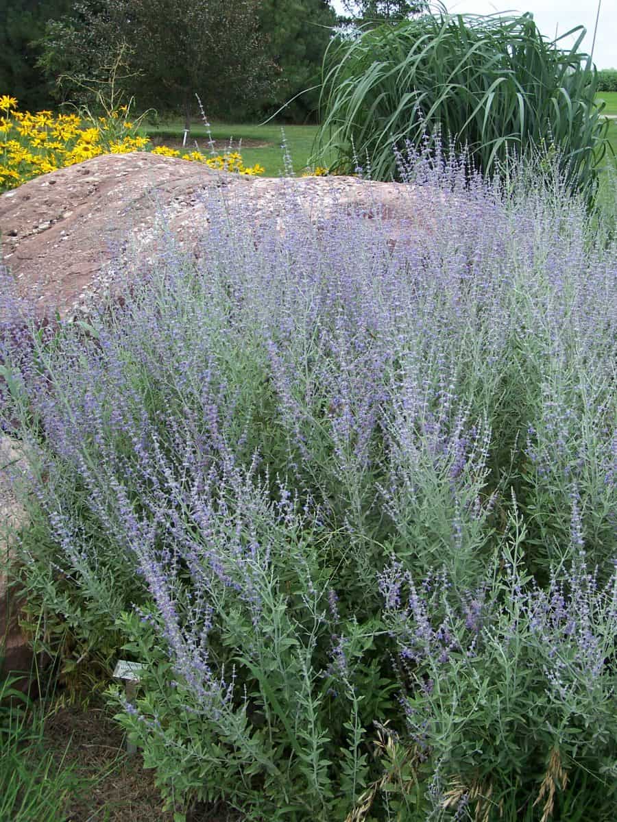 Russian sage