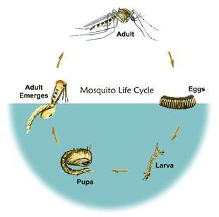 life cycle of the mosquito