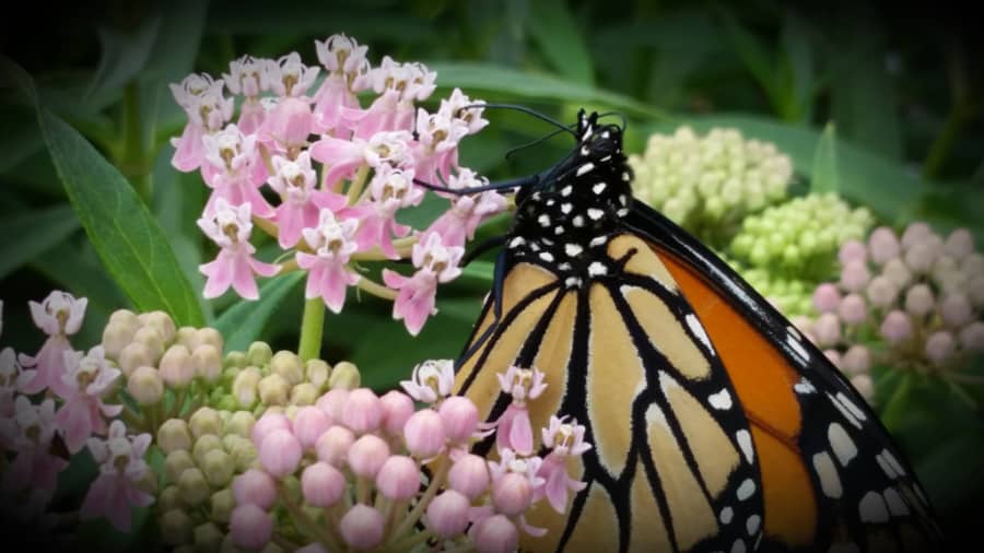 monarch butterfly on swamp milkweed