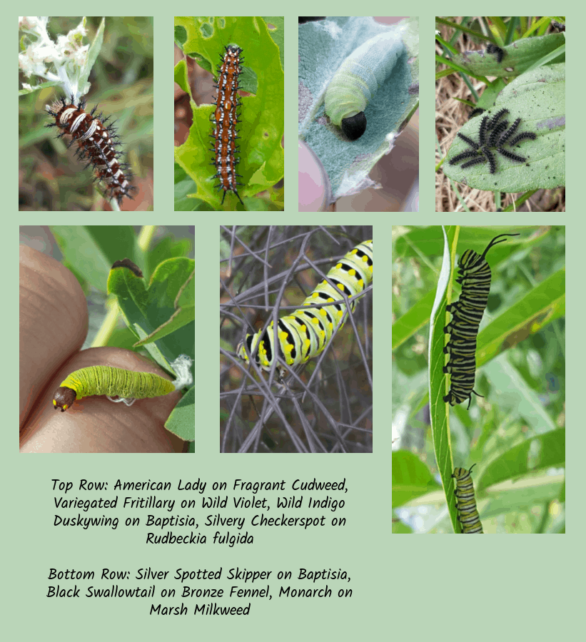 butterfly host plants