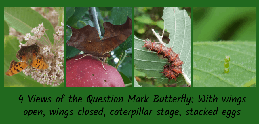 question mark butterfly stages
