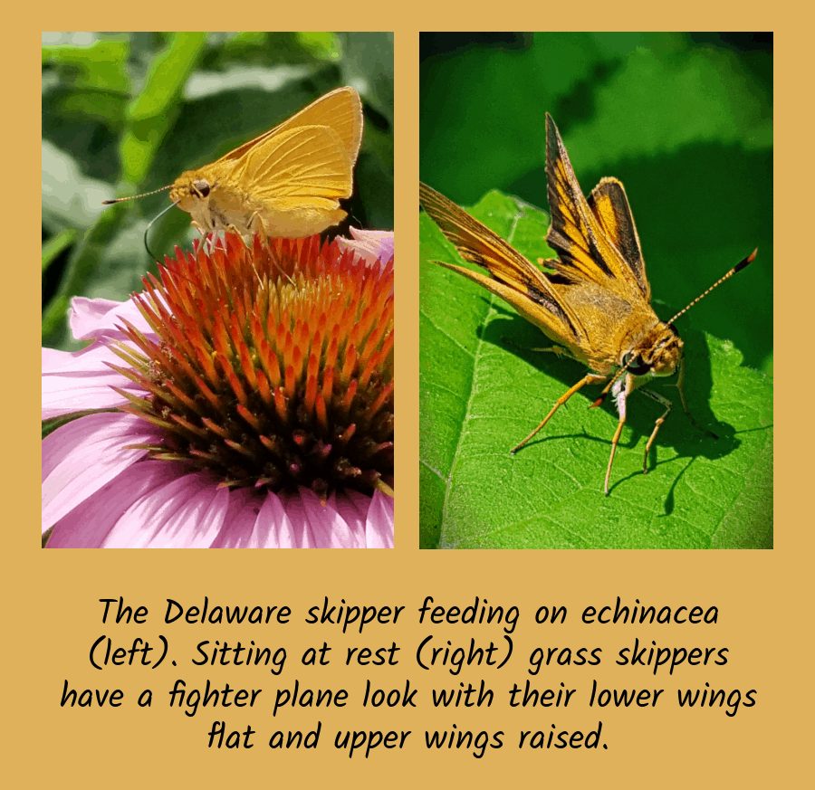 Delaware skipper butterflies