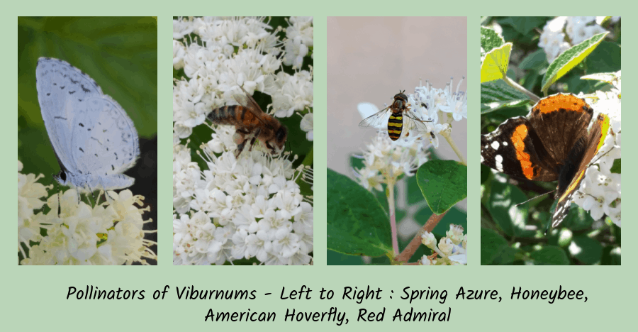 pollinators of viburnums