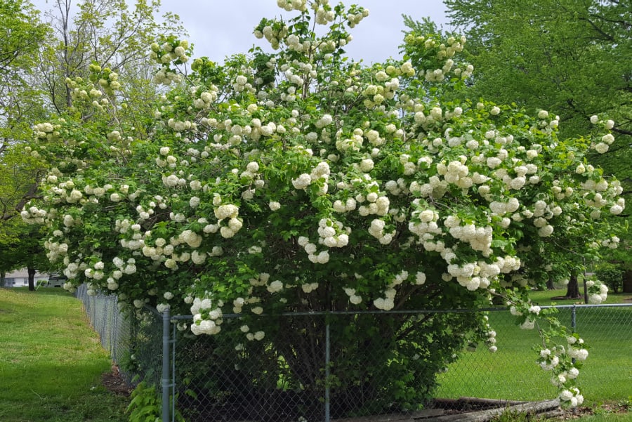 Japanese snowball viburnum