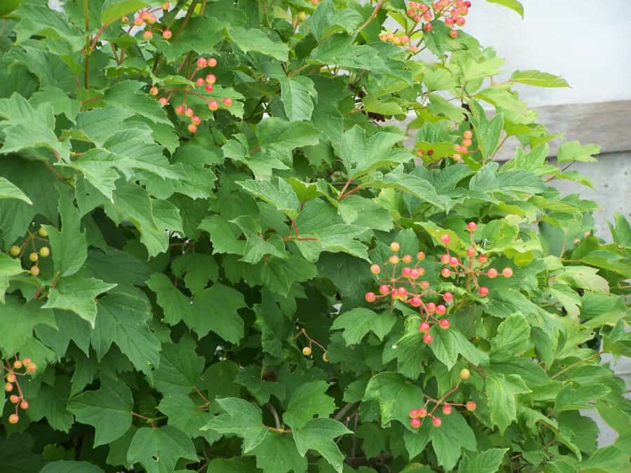 American cranberry viburnum