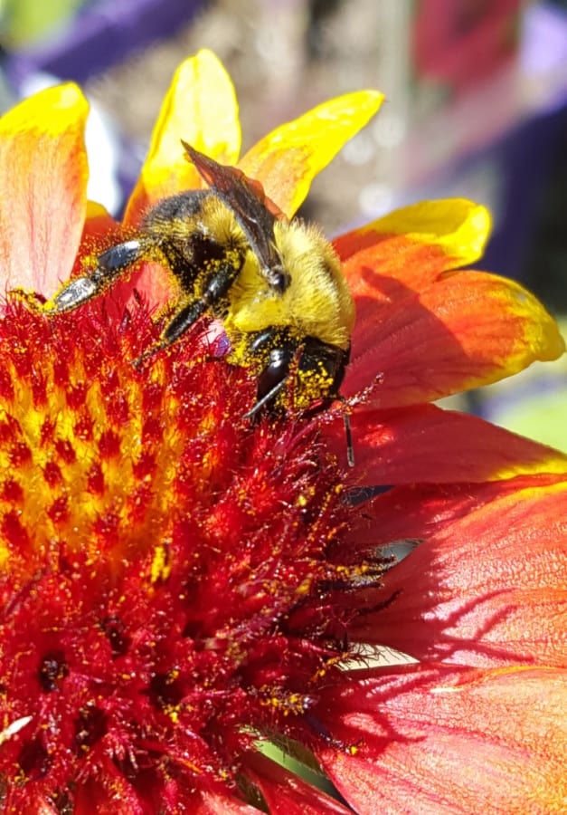 red flowering gaillardia 