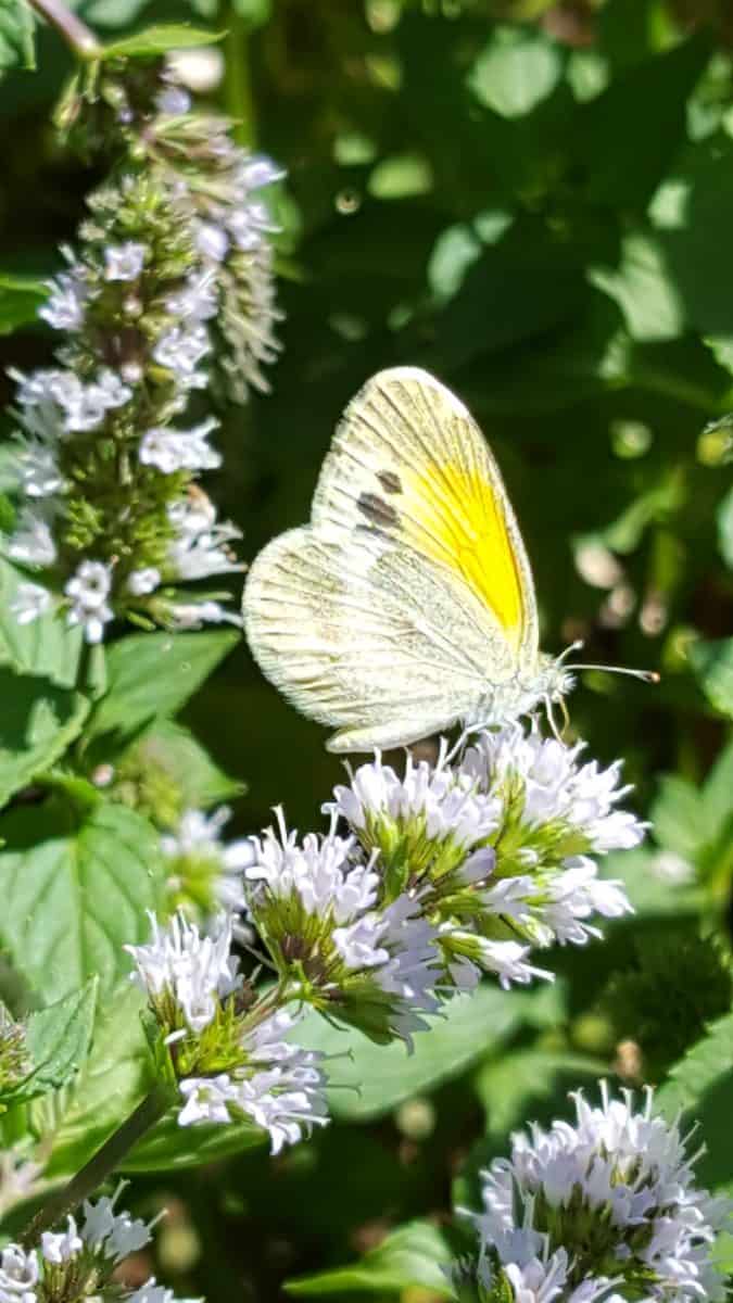 flying flower dainty sulphur butterfly