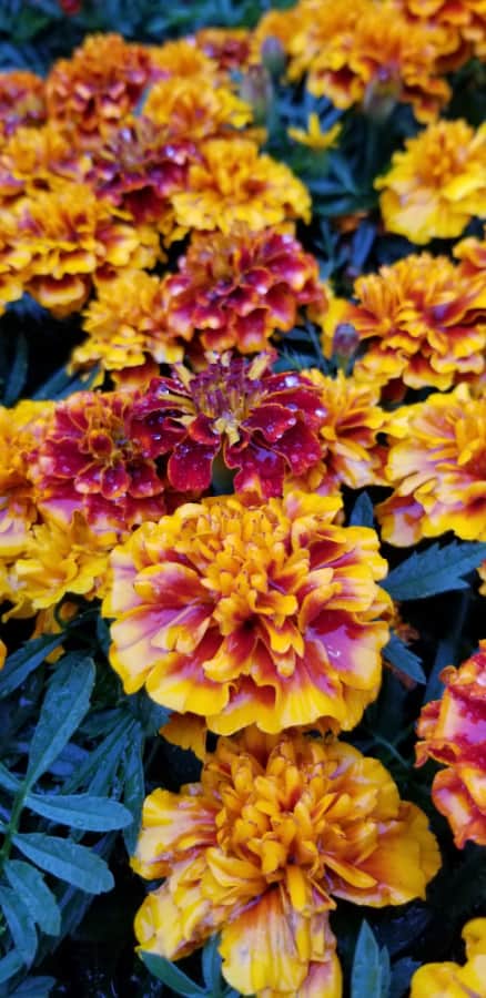 marigolds do not attract bees