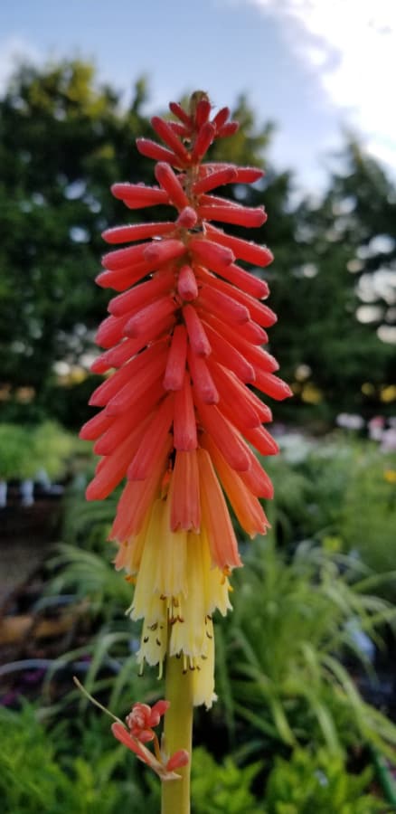 red hot poker