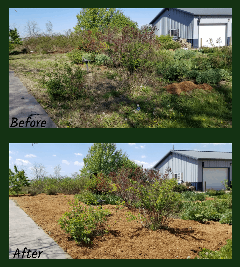 mulch in the garden