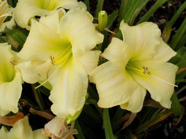 Gentle Shepherd Daylily – 1 Gallon Container
