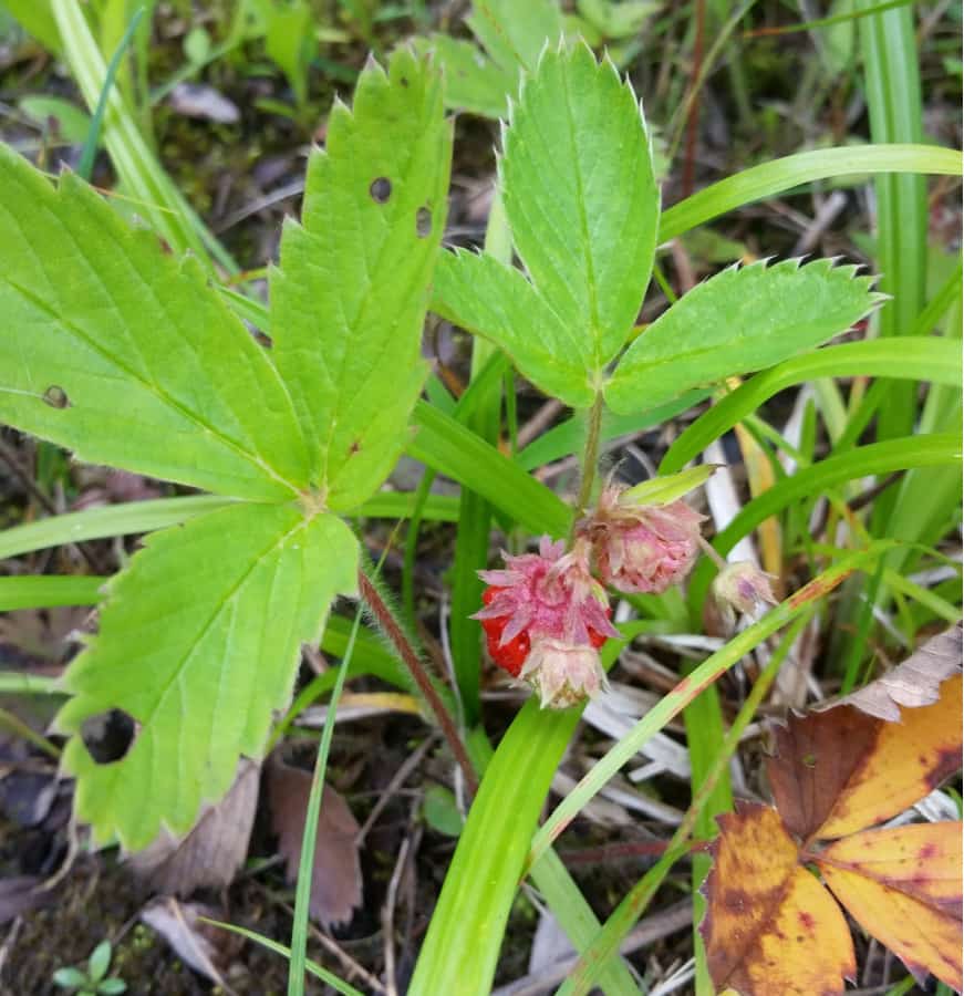 wild strawberry fruit