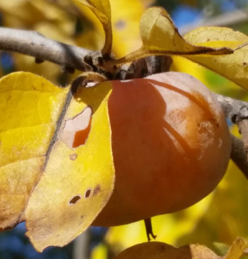 persimmon fruit