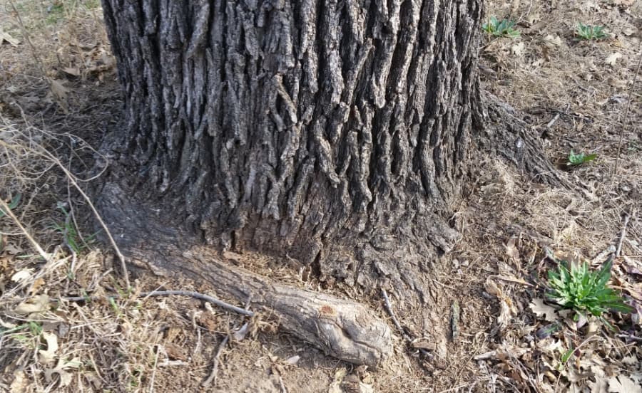 girdling root on ash tree