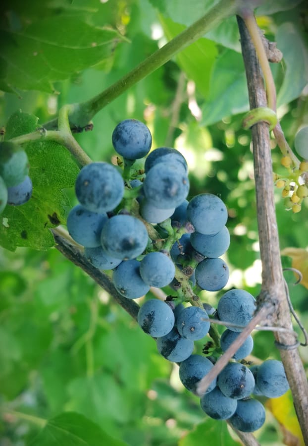 Riverbank grape fruit