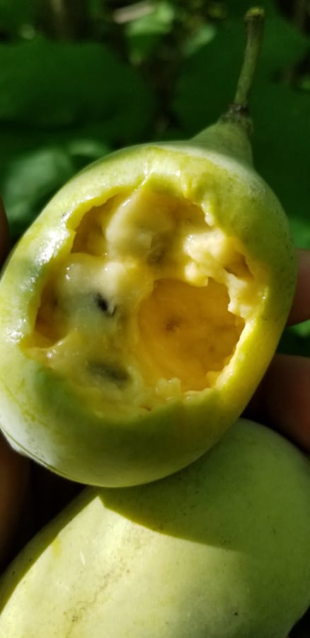 pawpaw fruit