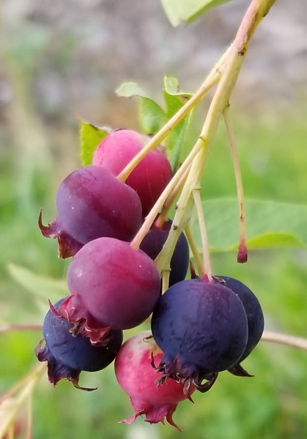 serviceberry fruit