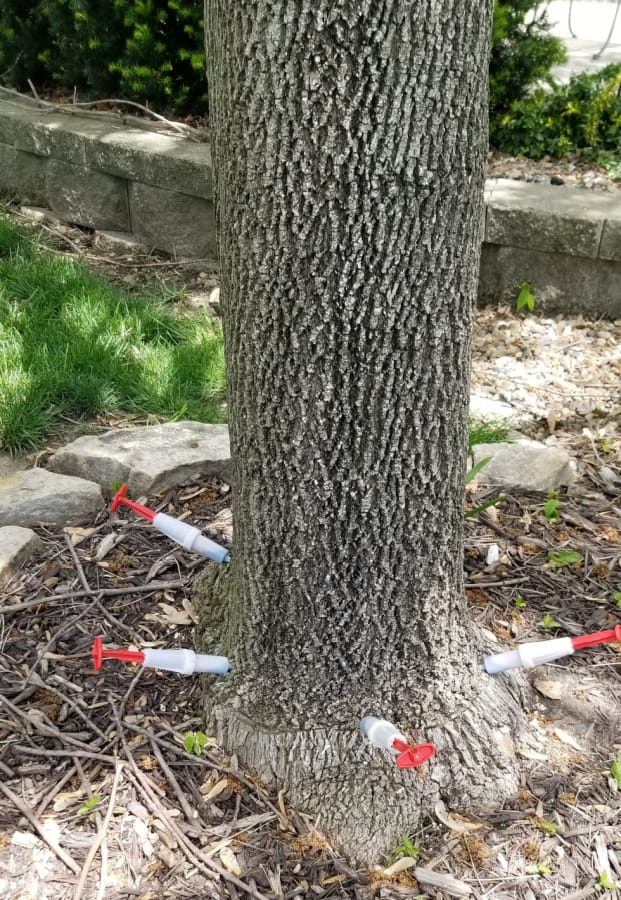 Trunk injection for Emerald ash borer