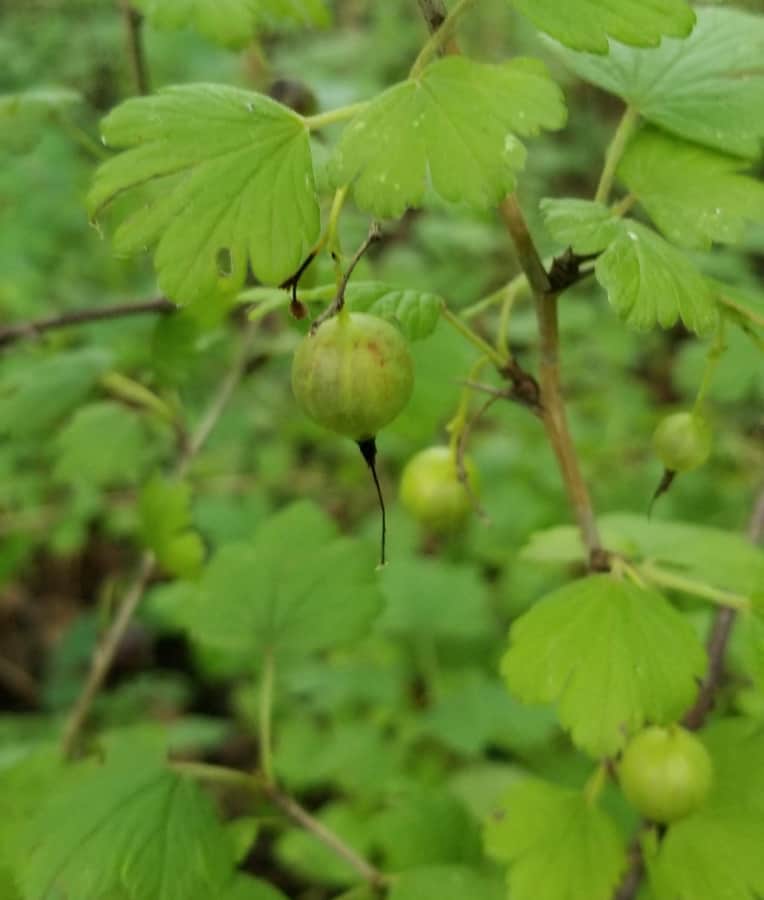 Missouri Gooseberry