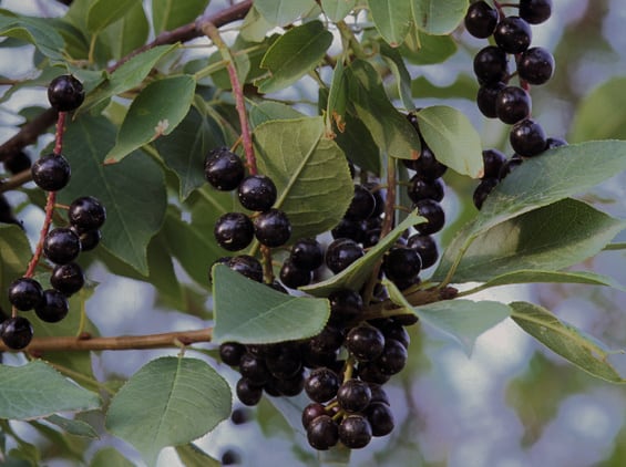 chokecherry fruit