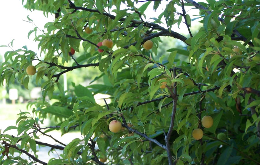 American plum fruit