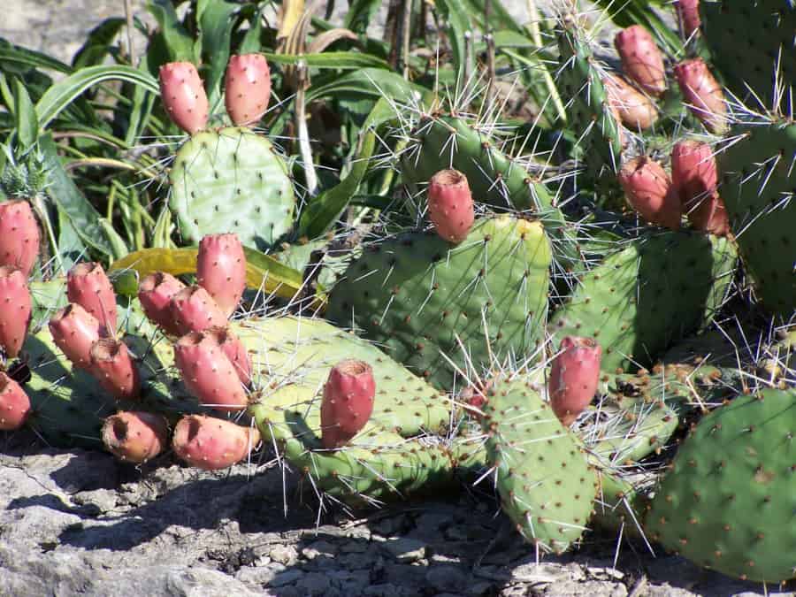 prickly pear fruit