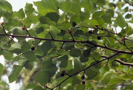red mulberry fruit
