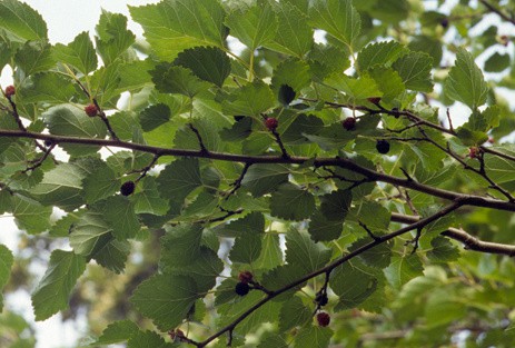 red mulberry fruit