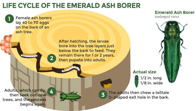 EAB life cycle