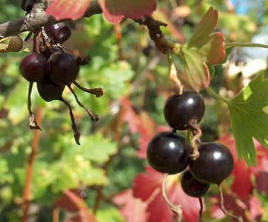 clove currant fruit