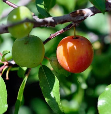 sandhill plum fruit